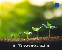 วิธีการเพาะต้นกาแฟ