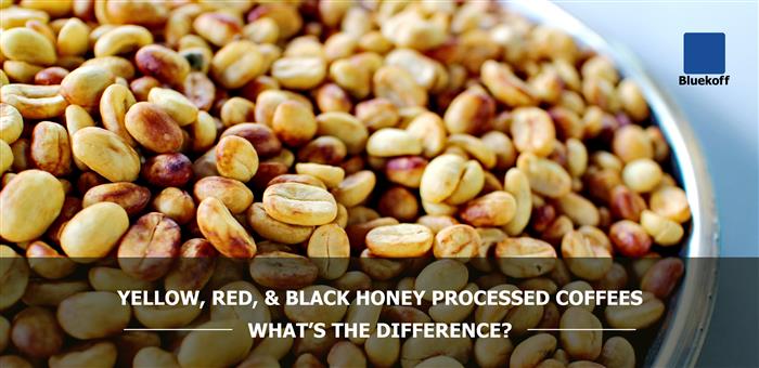 ความแตกต่างระหว่าง Yellow, Red, & Black Honey Processed Coffees