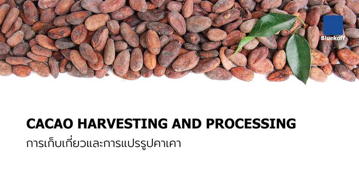 Cacao Harvesting & Processing : การเก็บเกี่ยวและการแปรรูปคาเคา